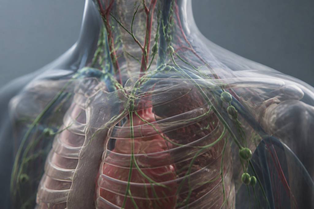 Qu'est ce que la lymphe ? rôle, circulation et liens avec l'immunité